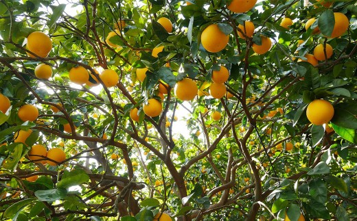 贈答用 河内晩柑 5kg