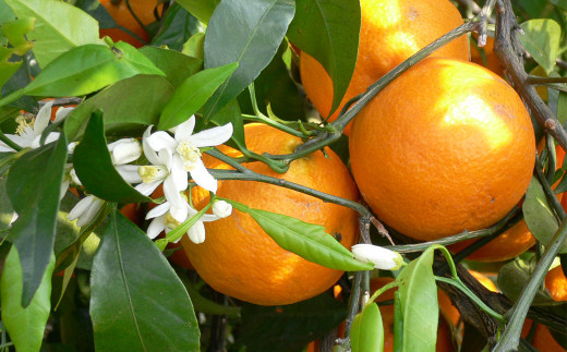 カラマンダリン L～Mサイズ （約5kg）（523）