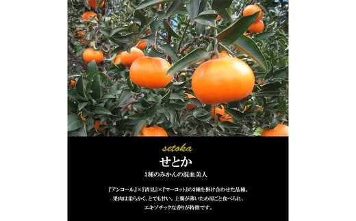 【希望の島】 せとか 特選品 中玉 2kg