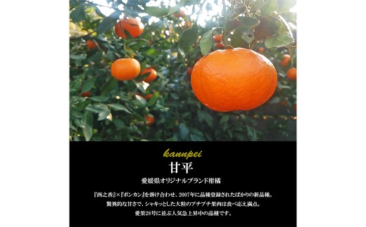 【希望の島】 甘平 特選品 大玉 2kg