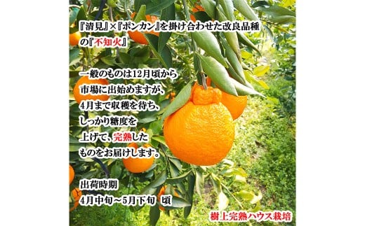 【希望の島】 完熟不知火 特選品 大玉 2kg