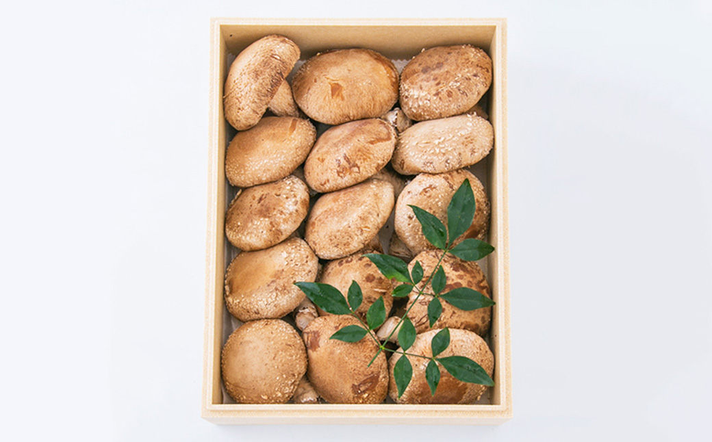 内子町産 生しいたけ (菌床栽培) 15枚入り 約350g 【えひめの町（超）推し！（内子町）】(442)