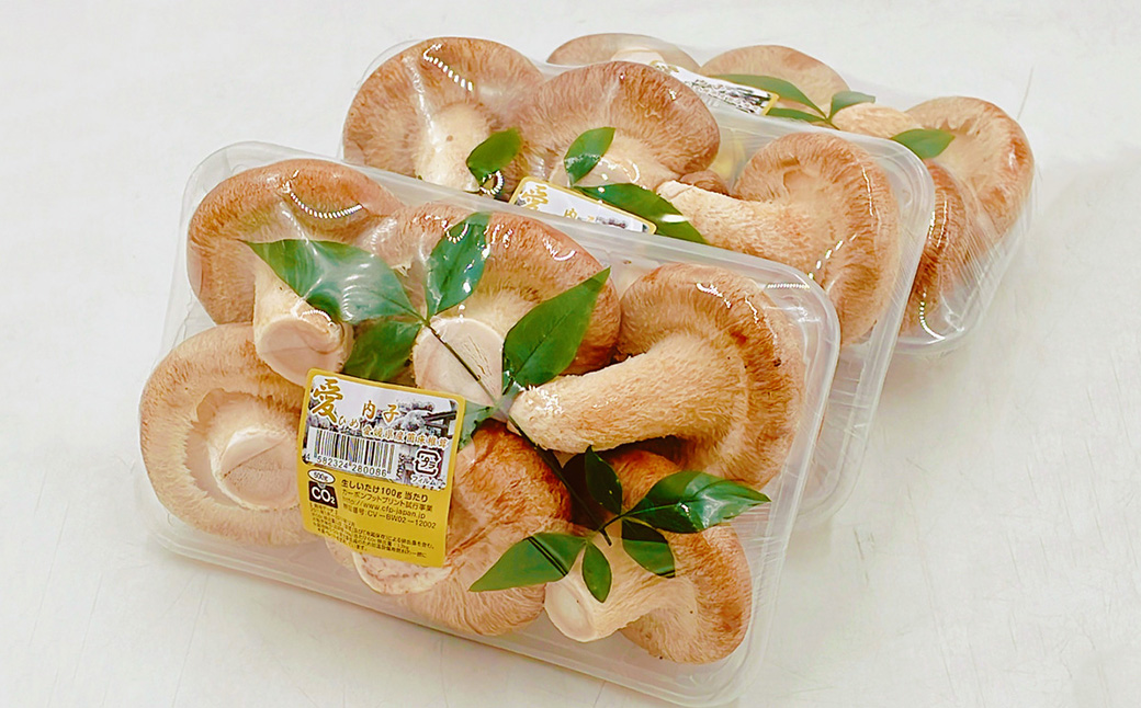 内子町産 生しいたけ (菌床栽培) 約240g×3パック 計約720g 【えひめの町（超）推し！（内子町）】(443)