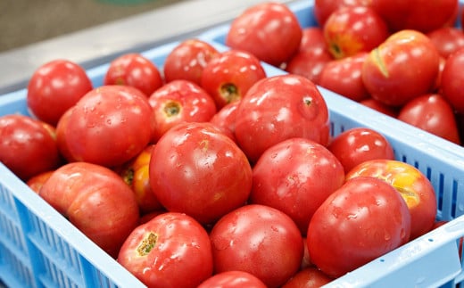 赤の元気 トマトケチャップセット ドライトマト付（911）