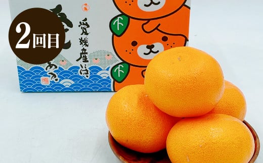 愛媛の旬のフルーツ3回定期便