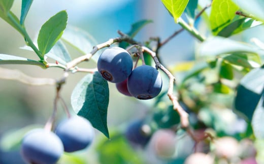 完熟冷凍媛ベリー【約1kg】（894）