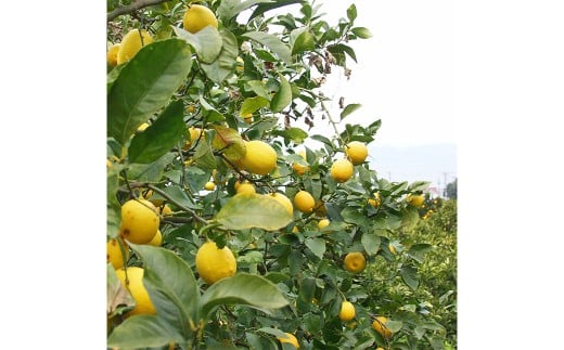 【希望の島】レモン特選品中玉2kg