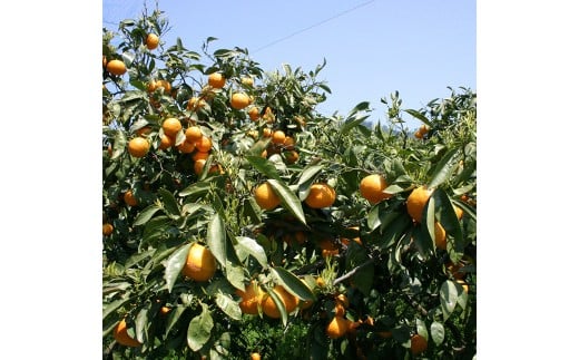 【希望の島】 完熟春みかん （カラマンダリン） 特選品 中玉 2kg