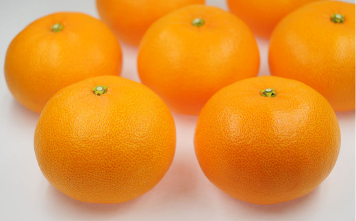 せとか 4L～Lサイズ みかん 蜜柑 柑橘 果物 くだもの フルーツ 【2026年2月下旬～2026年3月下旬発送予定】(521-1)