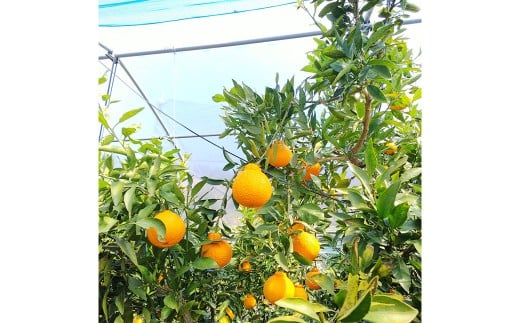 【希望の島】 完熟不知火 特選品 大玉 2kg