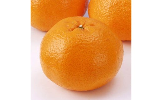 【希望の島】 はるみ 特選品 中玉 2kg