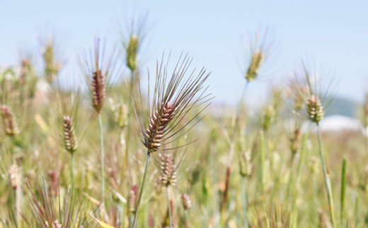 愛媛はだか麦のメグスリの木BLEND【30個】（912）