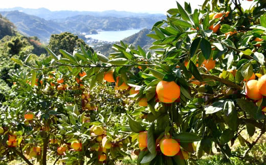 かんきつジュースセット【3本】（893）