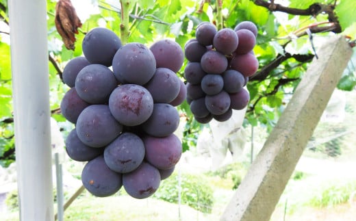 内子町産 ピオーネ 青秀以上 4～6房 約2kg