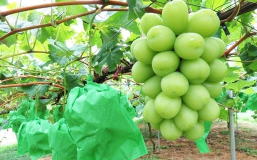 内子町産 シャインマスカット 赤秀 1房入 約750g以上