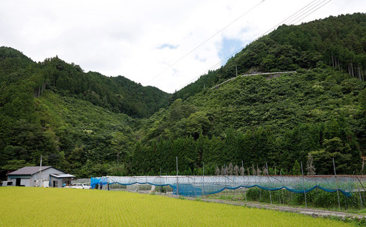 赤の元気 トマトケチャップセット ドライトマト付（911）