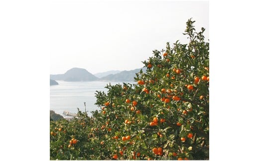 【希望の島】 温州みかん 特選品 中玉 2kg