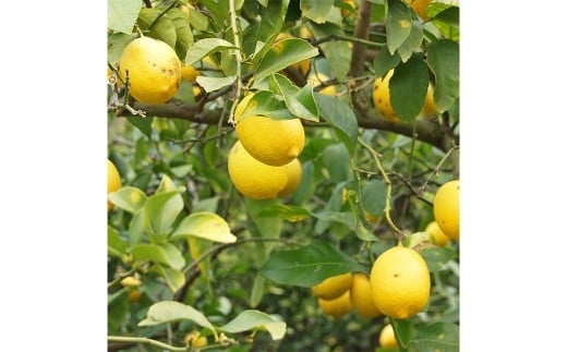 【希望の島】レモン特選品中玉2kg