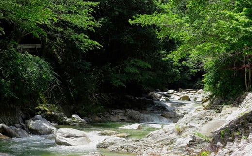 完熟冷凍媛ベリー【約1kg】（894）