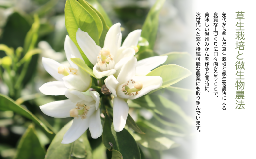 えがおみかん （南柑20号） 5kg  （562-1）