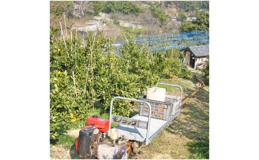 【希望の島】 はるみ 特選品 中玉 2kg