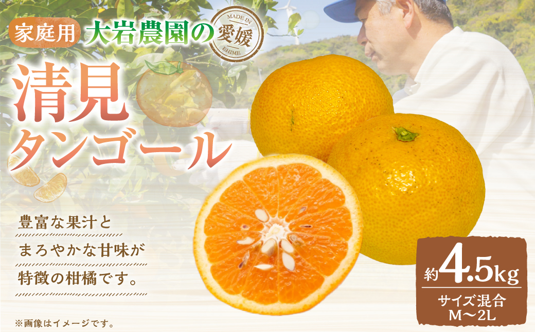 大岩農園の清見タンゴール 家庭用 約4.5kg 果物 フルーツ みかん ミカン 柑橘 （491）【えひめの町（超）推し！（伊方町）】【2025年4月発送予定】