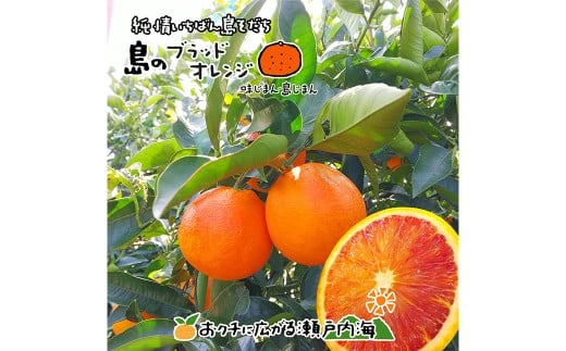 希望の島】 ブラッドオレンジ 特選品 中玉 2kg