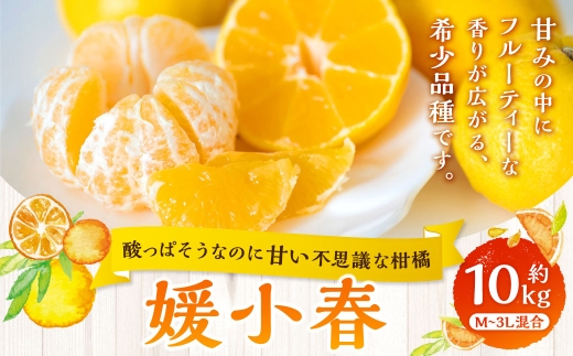 媛小春約10kg(1087)