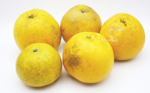 訳あり 河内晩柑 5kg