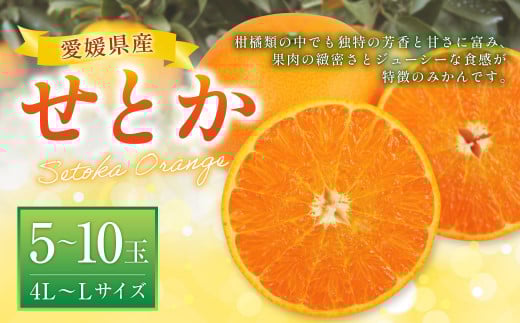 せとか 4L～Lサイズ みかん 蜜柑 柑橘 果物 くだもの フルーツ 【2026年2月下旬～2026年3月下旬発送予定】(521-1)