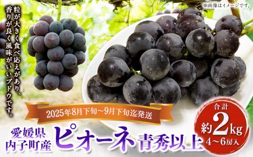 内子町産 ピオーネ 青秀以上 4～6房 約2kg