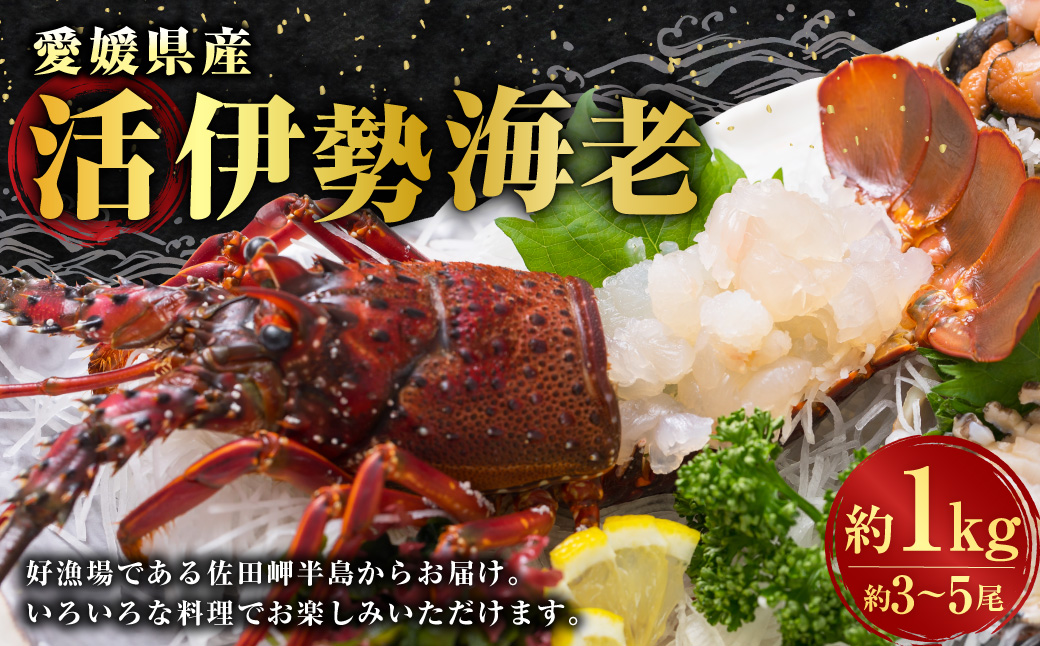 伊勢海老 1kg以上 （846）