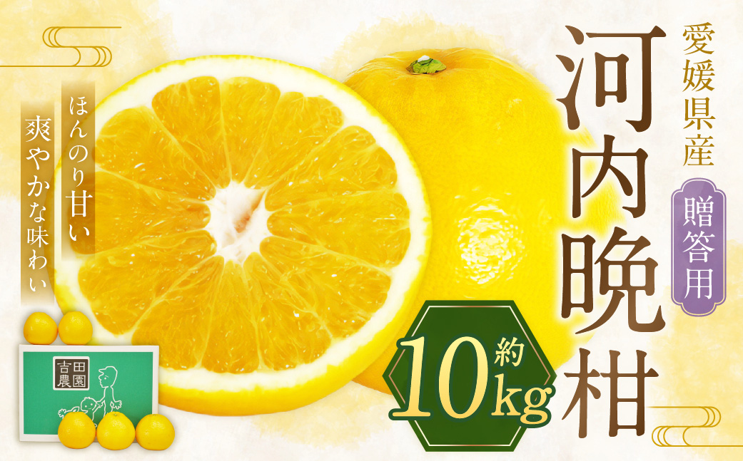 贈答用 河内晩柑 10kg