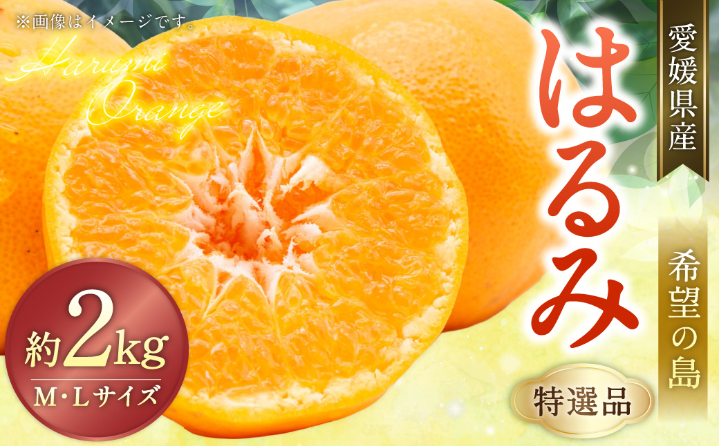 【希望の島】 はるみ 特選品 中玉 2kg