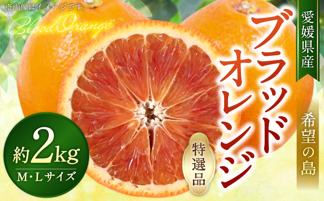 希望の島】 ブラッドオレンジ 特選品 中玉 2kg