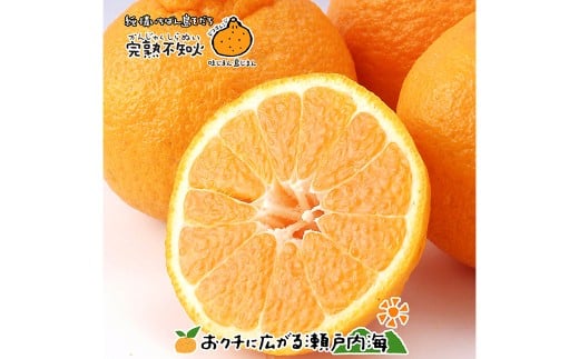 【希望の島】 完熟不知火 特選品 大玉 2kg