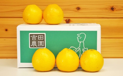 贈答用 河内晩柑 5kg