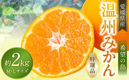 【希望の島】 温州みかん 特選品 中玉 2kg