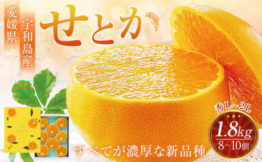 愛媛県産宇和島産 せとか 秀L～2Lサイズ 1.8kg （8～10個）