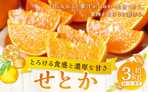 せとか約3kg1045
