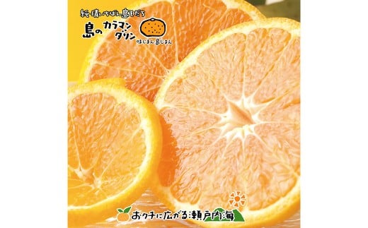 【希望の島】 完熟春みかん （カラマンダリン） 特選品 中玉 2kg