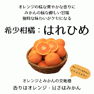【2025年12月下旬頃から順次発送】はれひめ 約2.5kg みきゃん箱入 愛媛県産 柑橘 みかん 贈答 可愛い 愛媛県 松山市