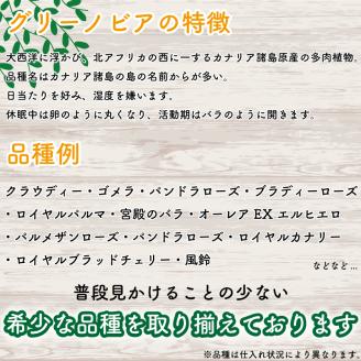 多肉植物 グリーノビア 6種 おまかせセット (多肉植物 観葉植物 グリーノビア おまかせセット )