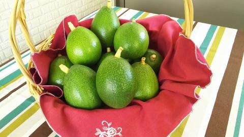 家庭用アボカド1.2Kg（松山市産/品種おまかせ）