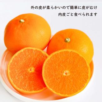 【 先行予約 】せとか 約 3kg (9~13玉) 秀品 3月配送 愛媛 松山市 柑橘 高級 糖度