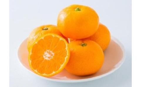 【先行予約】 8月下旬から発送 ハウスみかん 2SからSサイズ 5kg （愛媛県産 みかん 蜜柑 オレンジ 柑橘 果物 フルーツ 家庭用 お取り寄せ おすすめ 愛媛県 松山市 ） 5kg