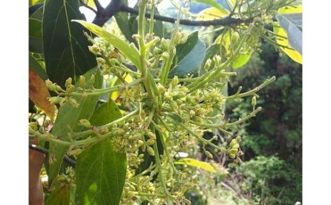 松山市産 アボカド 800g＜11月上旬から発送予定＞