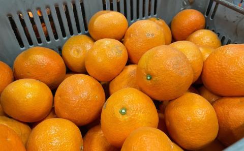 【1月中旬から発送予定】伊予柑 5キロ（ 訳あり ）| 伊予柑 いよかん 伊予柑 いよかん 伊予柑 いよかん