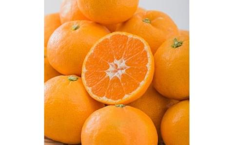 【発送は11月中旬から】 中島産 みかん S～L サイズ 5kg