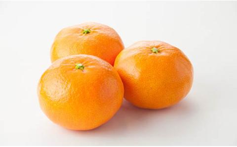 【発送は1月下旬から】 松山市中島産 甘平 L～3Lサイズ